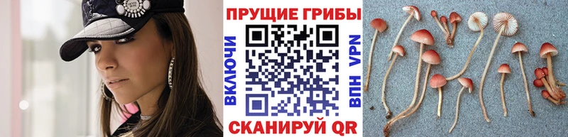 где купить наркоту  Трёхгорный  Галлюциногенные грибы MAGIC MUSHROOMS 